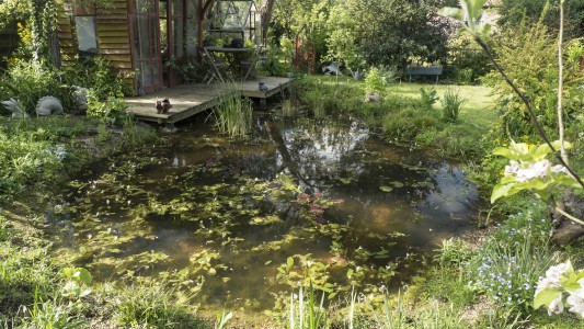 Pond and deck landscaping