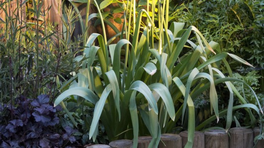 Garden lighting planting