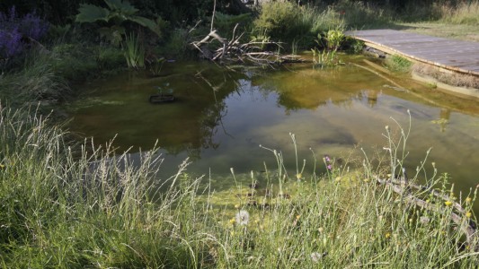 Wildlife ponds