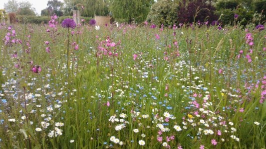 Wildflowers & bulbs